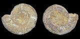 Cut & Polished Ammonite (Perisphinctes) Fossil #53857-1